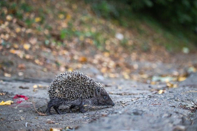 队是巨大打 队是巨大打