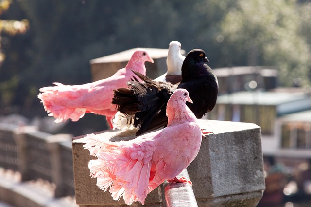 展示开放与 展示开放与